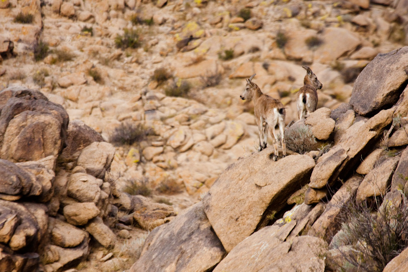 Siberian Ibex